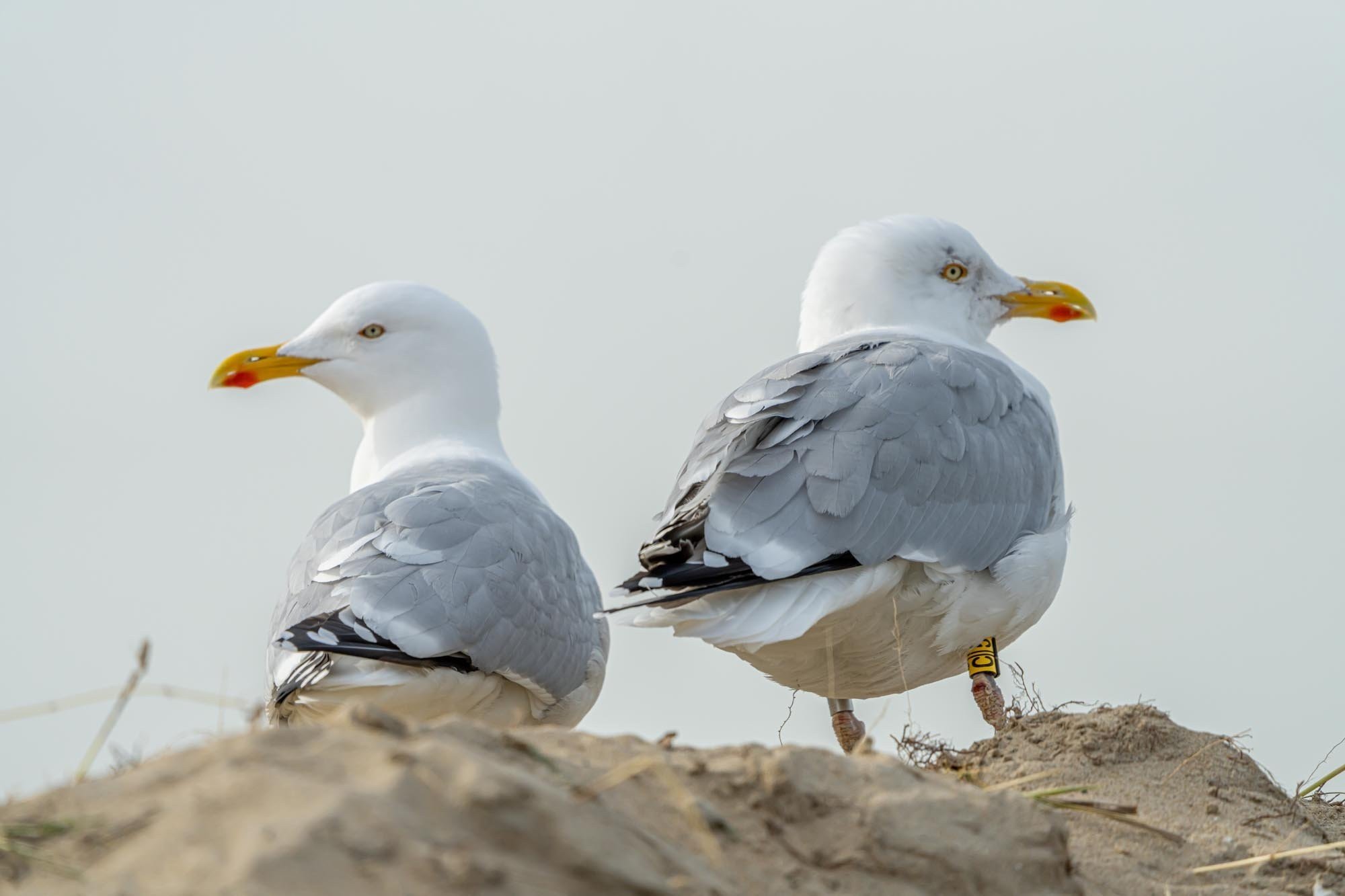 25 February 2021 sd 06181 698c7b352064e